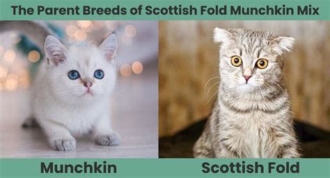 Scottish Fold Munchkin Mix Cat Breed Info Pictures Temperament