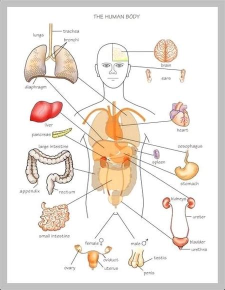 Human Anatomy Diagram Body