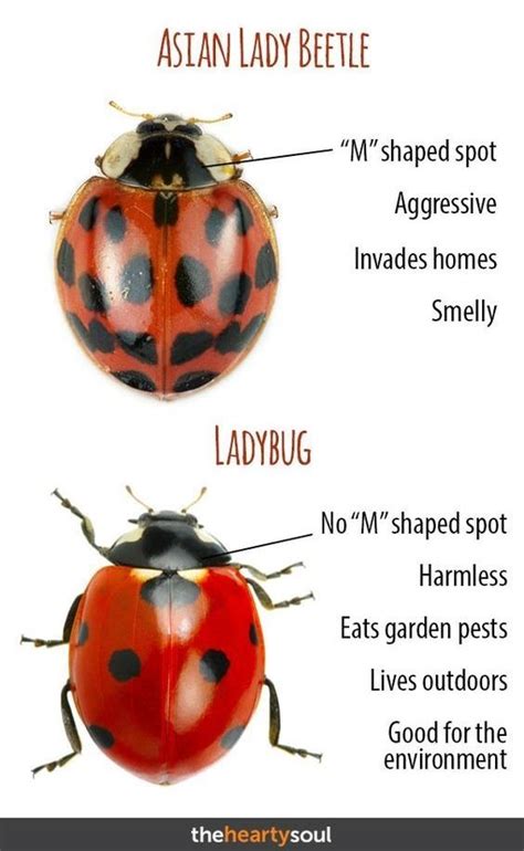 native vs imported lady bugs ladybug vs asian lady beetle lady beetle asian beetle ladybug