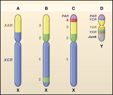 Sex Chromosome Specialization And Degeneration In Mammals Cell