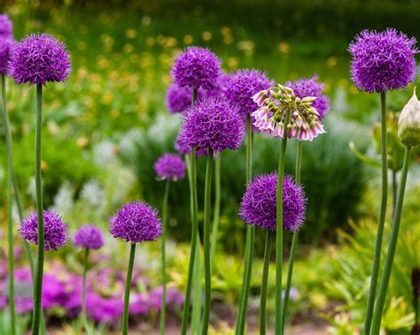 Allium Giganteum Bulbs — Buy Big Alliums Online At Farmer Gracy Uk