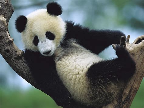 Amazing Giant Panda: Endangered Species, Giant Pandas Facts, Photos