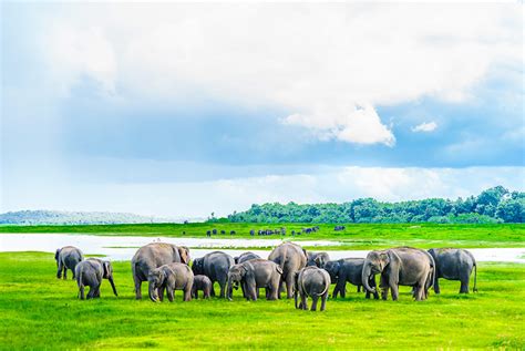 Kaudulla National Park Travel Destination Sri Lanka