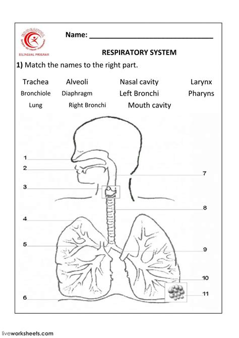 Respiratory system ficha interactiva y descargable. puedes hacer los