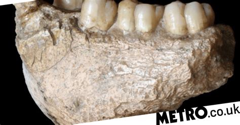 Giant Ape Fossil Discovery Could Help Rewrite The Story Of Human