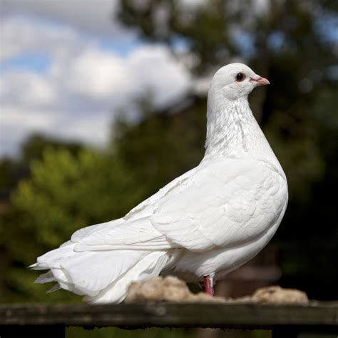 Different Types Of Birds