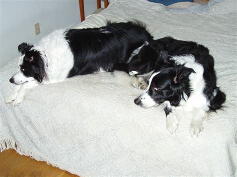 10 Realities That New Border Collie Owners Must Accept