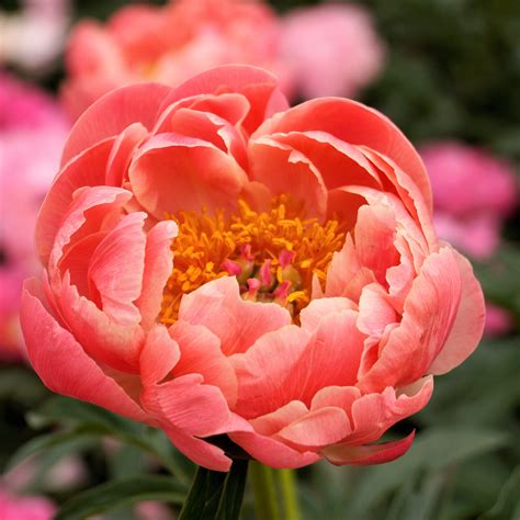 What Flowers Look Like Peonies