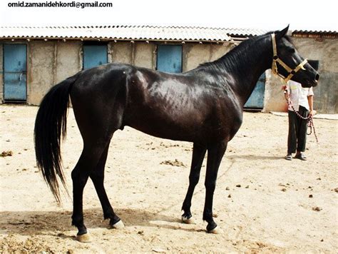 iomud horse akhal teke horses horse breeds