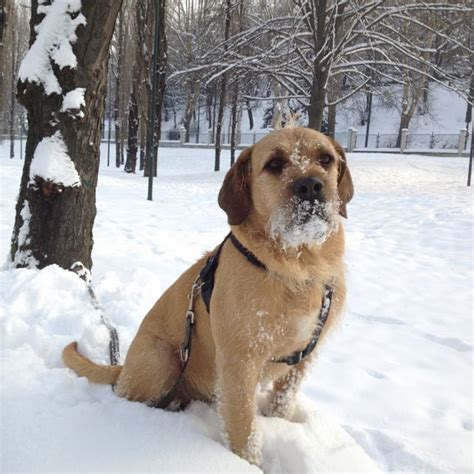 Date of acceptance on a definitive basis by the fci. Styrian coarse-haired Hound Dog | Purebred dogs