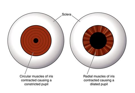 Pupils Respond To More Than Light Discovery Eye Foundation