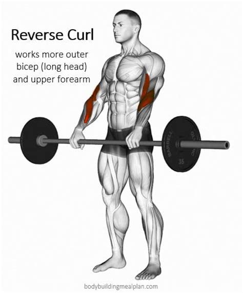 Outer Bicep Workout How To Build Peak 7 Best Exercises