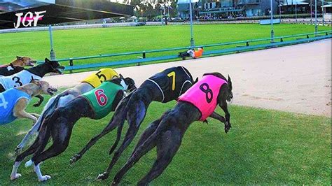 Australian Greyhound Racing Track Race Youtube
