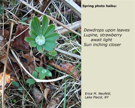 Maybe you would like to learn more about one of these? Spring 2010 Haiku