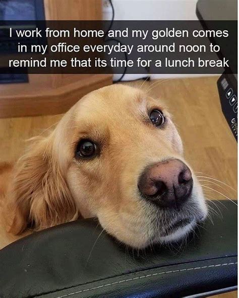 17 Of The Funniest Doggo Memes For You Cutesypooh Pet Memes Funny