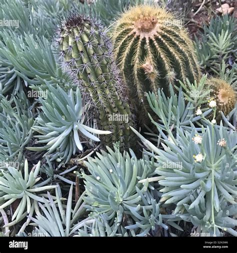 Los Cactus Y Suculentas Con Colores Naturales Verde Fotografía De Stock
