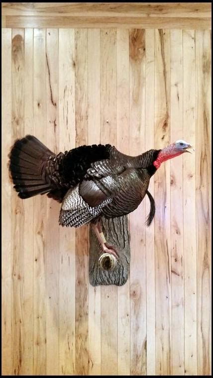 Lets See Your Full Body Turkey Mounts