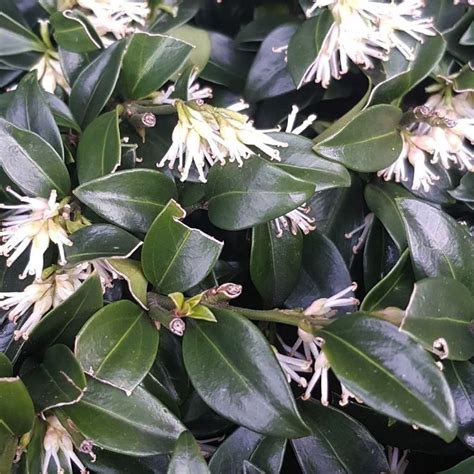 Sarcococca Confusa Plants Evergreen Shrubs Planting Flowers