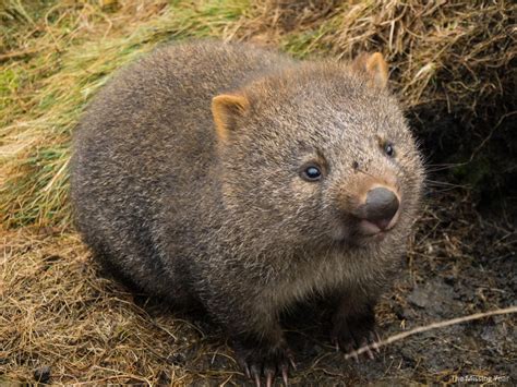 Foto Di Il Wombat Wild Australia National Geographic Channel Italia