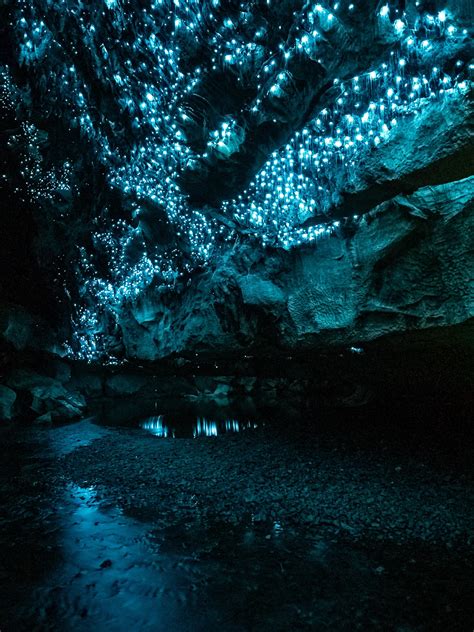 Nz Glow Worm Caves Glow Worm Caves New Zealand All You
