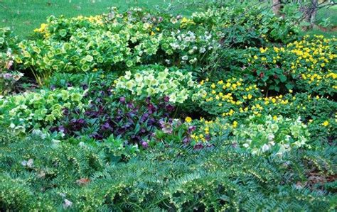 The Toughest Groundcovers I Rely On Dry Shade Plants Ground Cover