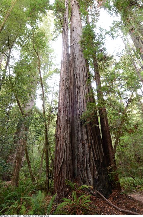 Tall Trees Grove Famous Redwoods