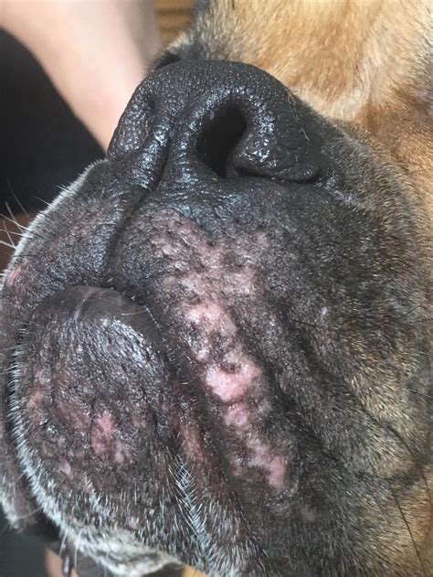 What Are These Red Rashes Around My Dogs Mouth Area She Has A History