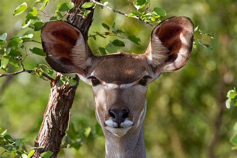 Kudu Female Kudu Animals Nature Pictures