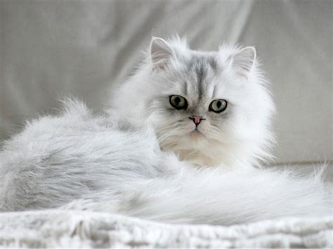 7 Types Of Persian Cat My Animals