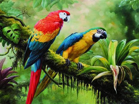 Macaw Parrot Wild Birds From Jungle Rainforest Swamp Green Dense