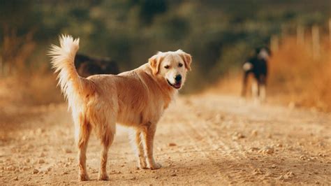 Are Golden Retrievers Good Guard Dogs Pet Haver