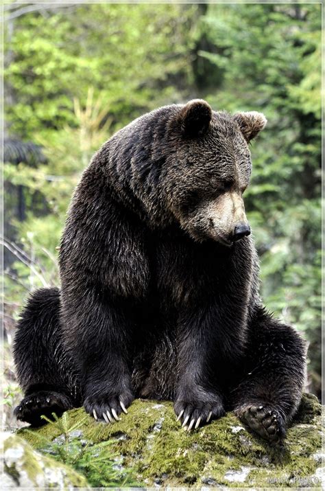 Brown Bear Бурые медведи Медведь Зоопарки