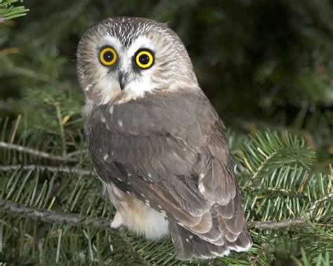 Northern Saw Whet Owl Saw Whet Owl Owl Awesome Owls