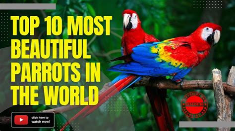 Top 10 Most Beautiful Parrots In The World A Colorful Feast For The