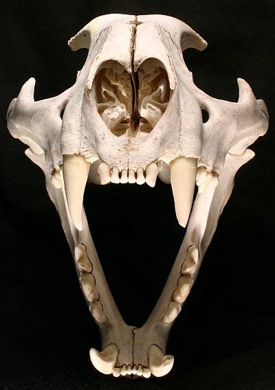 Wolf Skeleton Head Pic Virtual