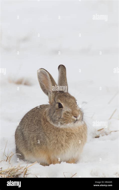 A Mountain Or Desert Cottontail Pauses In The Snow Outside Great Falls