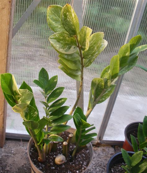 How To Care For Variegated Zz Plant Variegated Zz Plant