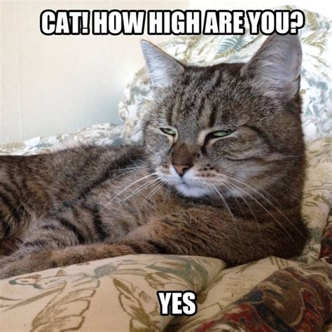 Super High Cat Meme Guy