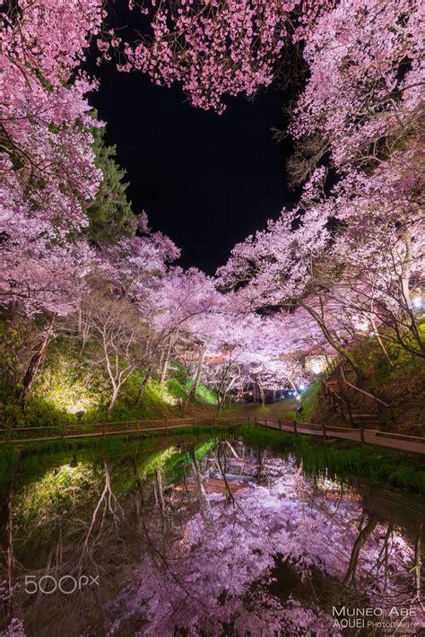 Cherry Blossom Park At Night This Is A Takatou 高遠城址公園