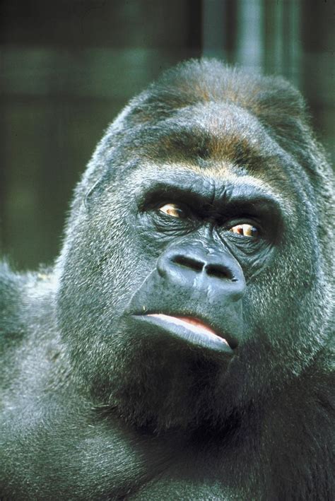 25 Primate Species Threatened By Extinction Ofm