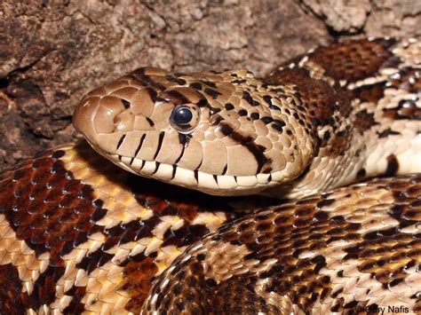 Check spelling or type a new query. Sonoran Gophersnake - Pituophis catenifer affinis