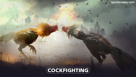 Cock Fighting Pic Telegraph