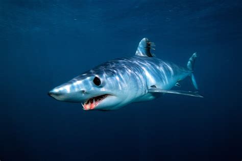 Animal Mako Shark Hd Wallpaper