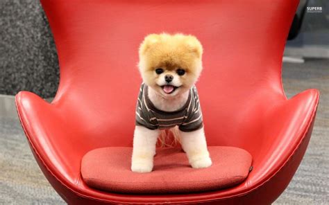 In general, a cute dog is a breed of dog whose small stature, but also many people who keep dogs with great stature and usually used to guard the house or just a hobby. 40+ Very Cute Pomeranian Puppy Pictures And Photos