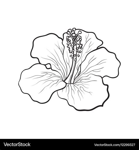 How To Sketch A Hibiscus Flower Ipanemabeerbar