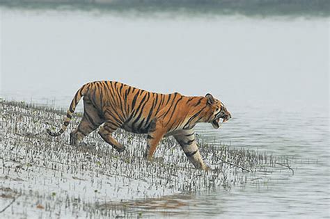 Harimau Terbesar Di Dunia Newstempo
