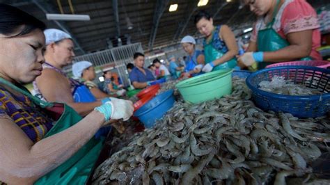 Calls Mount For Boycott Of Thai Shrimp Imports After Slave Labour Report Bbc News