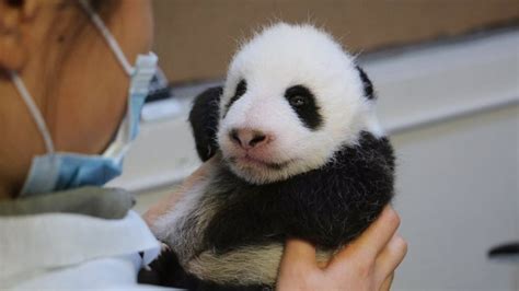 Toronto Zoos Giant Panda Cubs Open Their Eyes At 8 Weeks Ctv Toronto