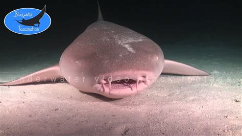 0335grey Nurse Shark Open Mouth Hd Underwater Video Stock Footage