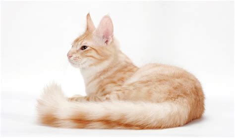 Look at the shapes and print this fun complete the picture cat worksheet and get your child to spot the differences between do the children want to learn how to draw a horse or pony? Turkish Angora Cat Breed Information